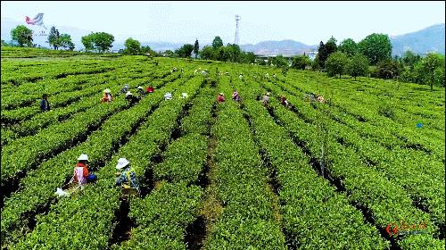 如何真正做有價值的科研？聽“茶葉院士”陳宗懋的答案