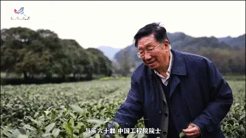 如何真正做有價值的科研？聽“茶葉院士”陳宗懋的答案