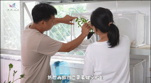 【一線(xiàn)調(diào)研·青春有為】海島“追蟲(chóng)”保豐收