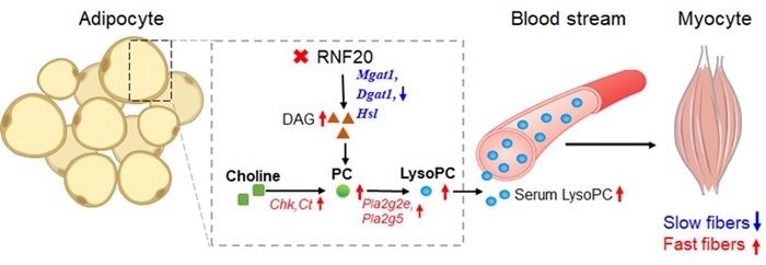 圖 RNF20促進豬快肌纖維形成的分子機制.jpg