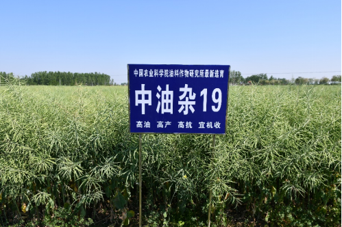 油菜界的“尖子生”“中油雜”來了，它不偏科