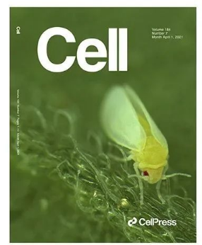 植物解毒基因，煙粉虱偷來“當(dāng)槍使”