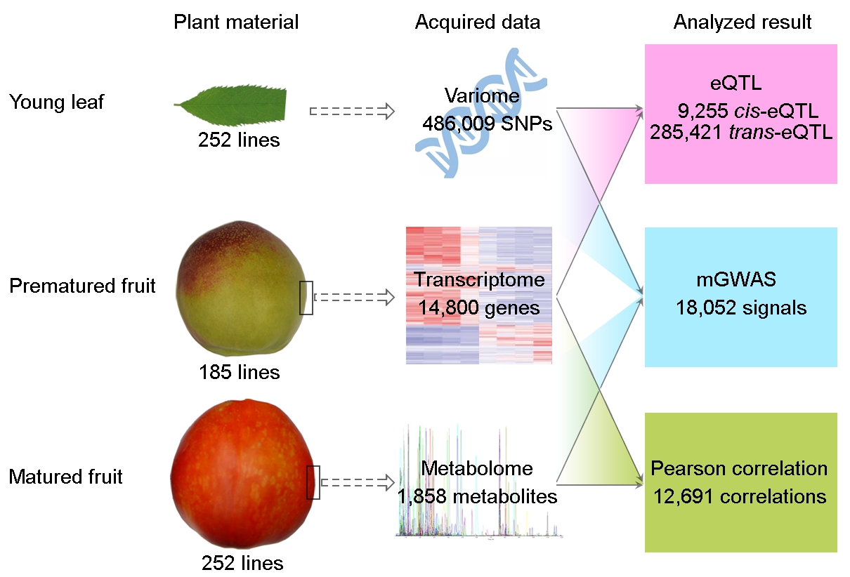 1 Genome Biology2022-桃果實多組學(xué)分析流程_副本.jpg