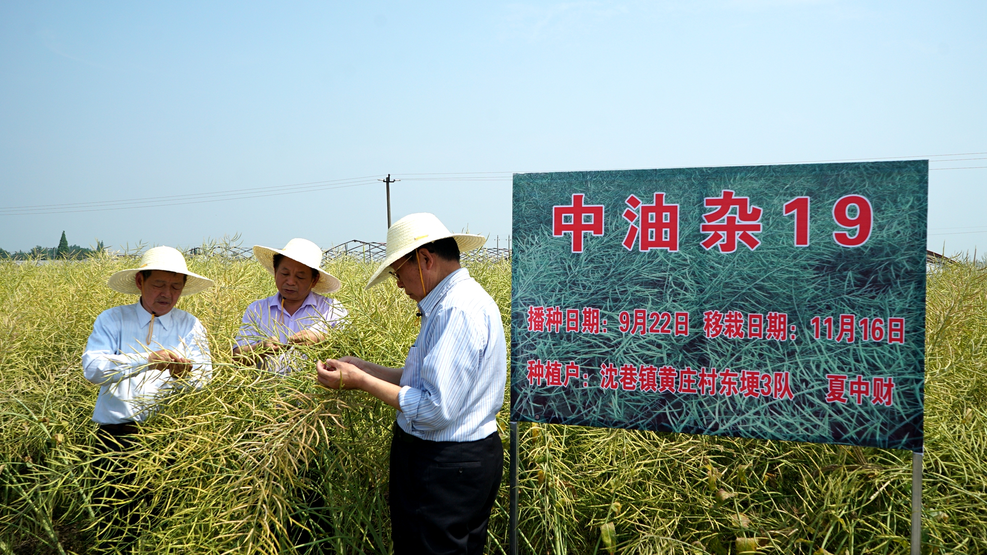 2 2016年5月三院士蕪湖中油雜19示范現(xiàn)場(chǎng)測(cè)產(chǎn).JPG