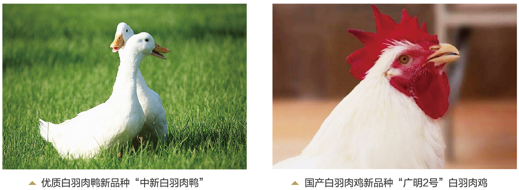 突破性國產(chǎn)家禽品種接連審定，中國人餐桌擺上“中國禽”