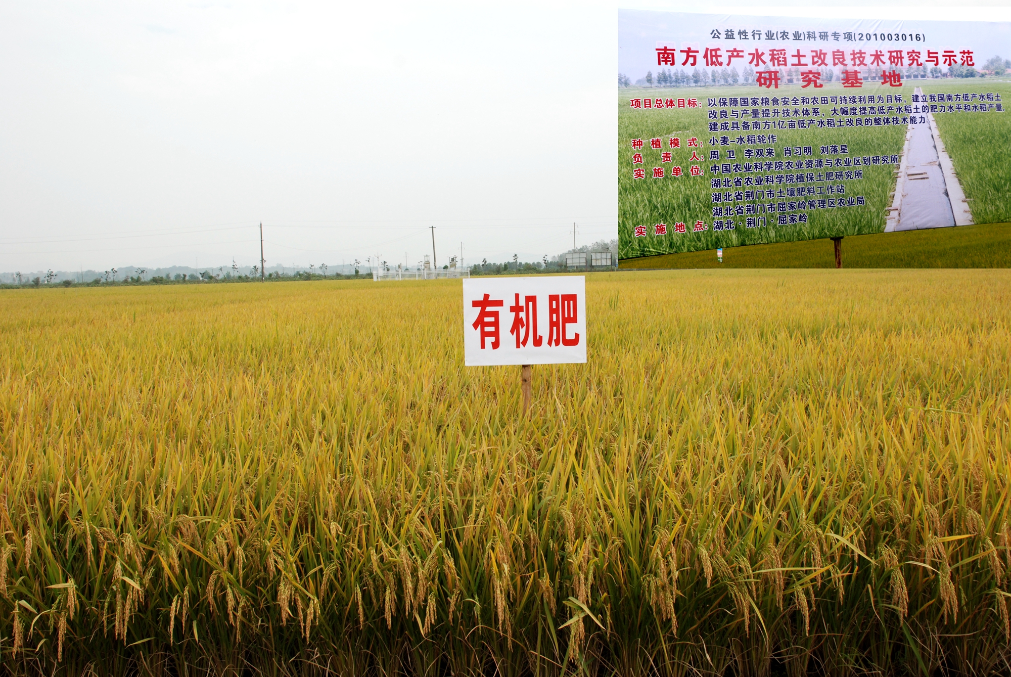 圖4：湖北黃泥田改良現(xiàn)場(chǎng).jpg