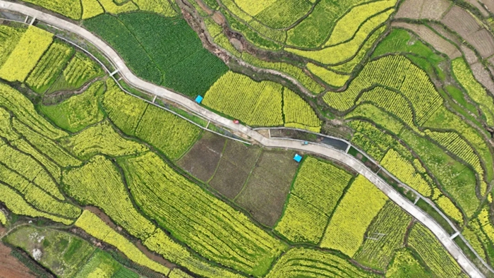 農(nóng)田.jpg
