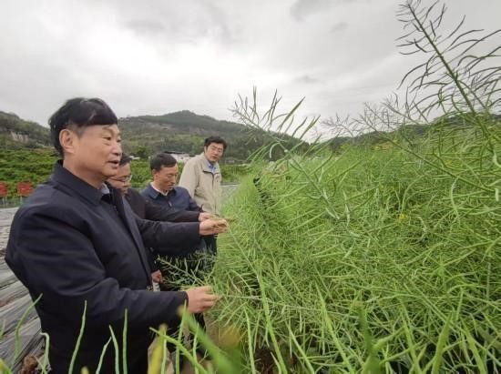 油菜專家團(tuán).jpg
