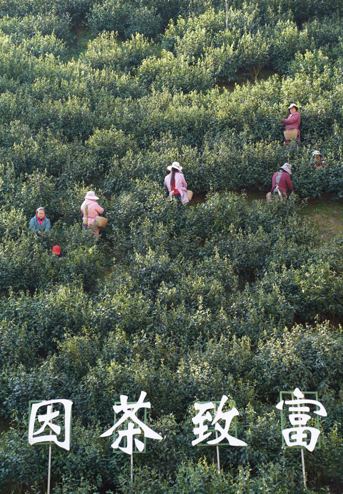 茶葉700-2.jpg